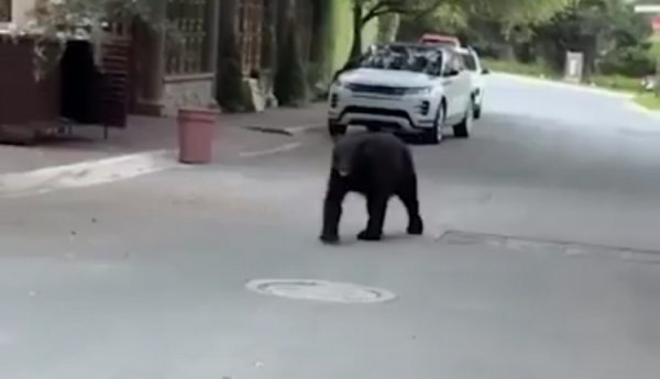 熊出没！太阳报：前马竞前场球员科雷亚抱女儿出门，遇到一只熊